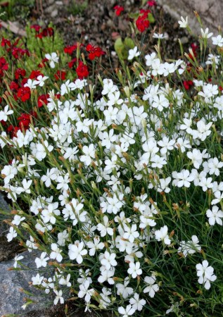 ГВОЗДИКА травянка Alba